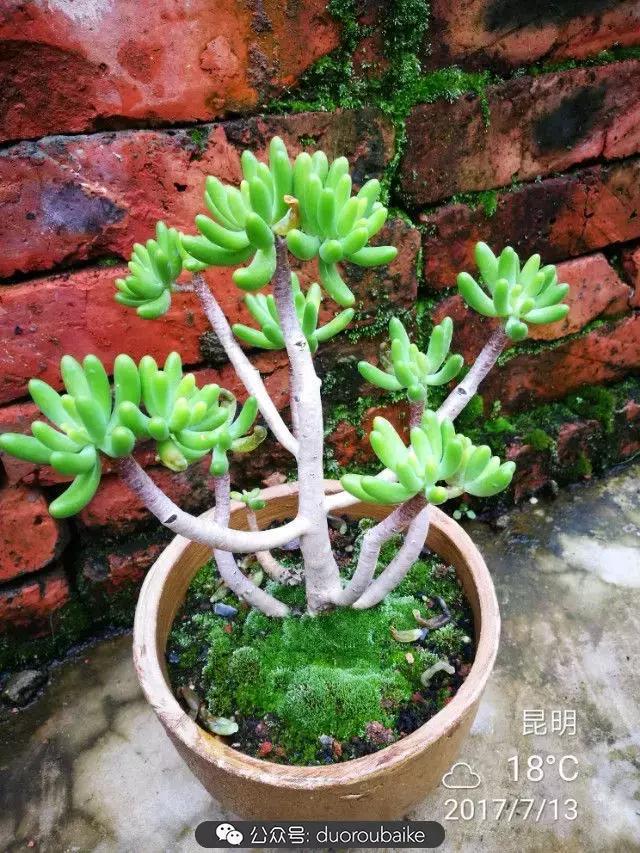 苔藓与多肉,多肉与苔藓的巧妙组合