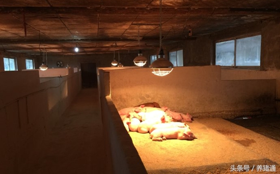 治疗猪的腹泻,到底哪种方法更好呢?这个可能是你要的答案