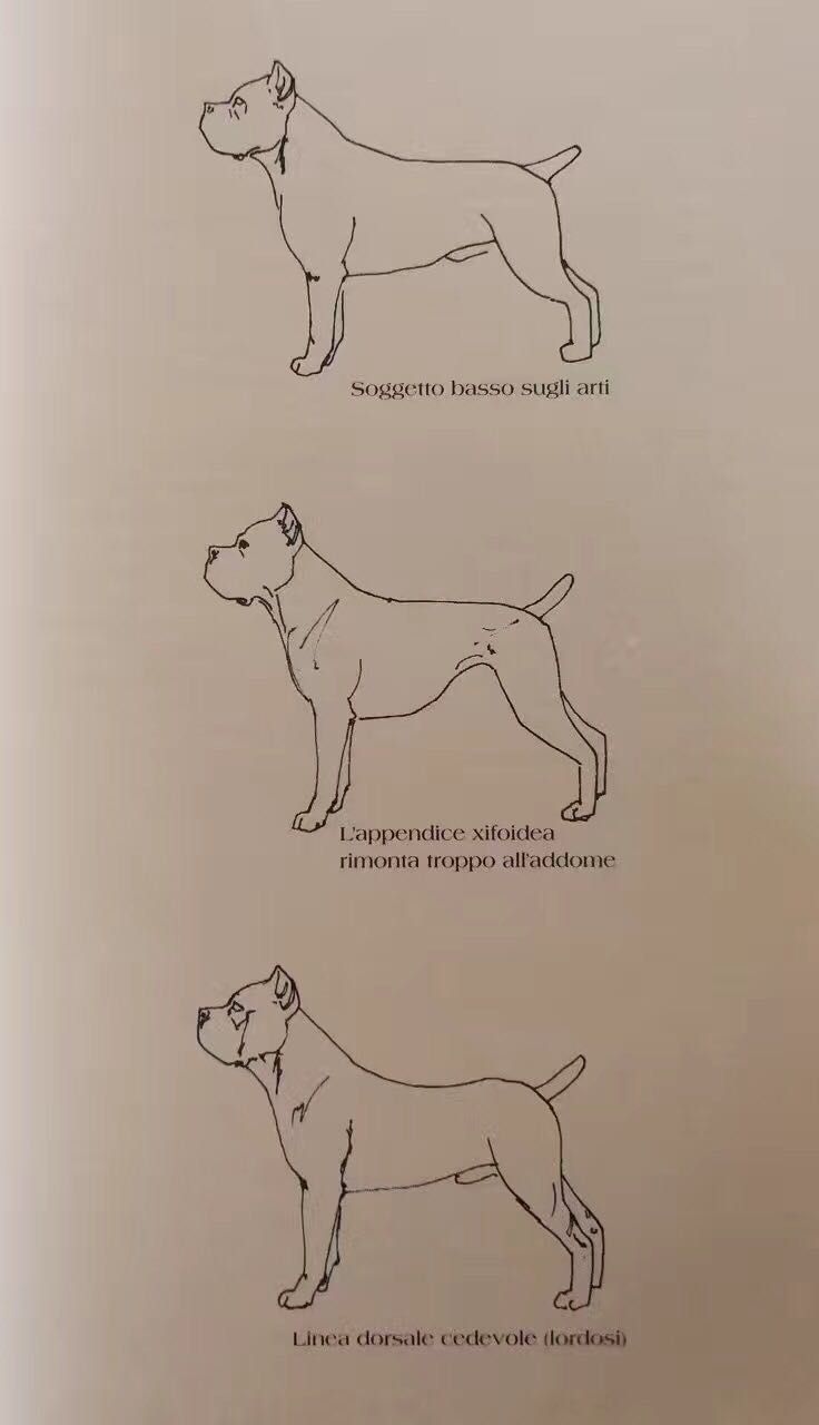 千年古老犬种卡斯罗,寻根之旅巴里坤