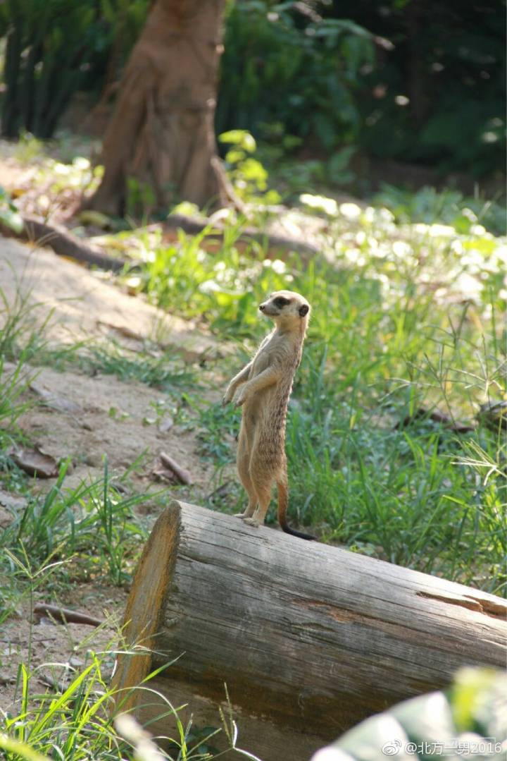 长隆野生动物世界自驾车,长隆野生动物世界免票吗