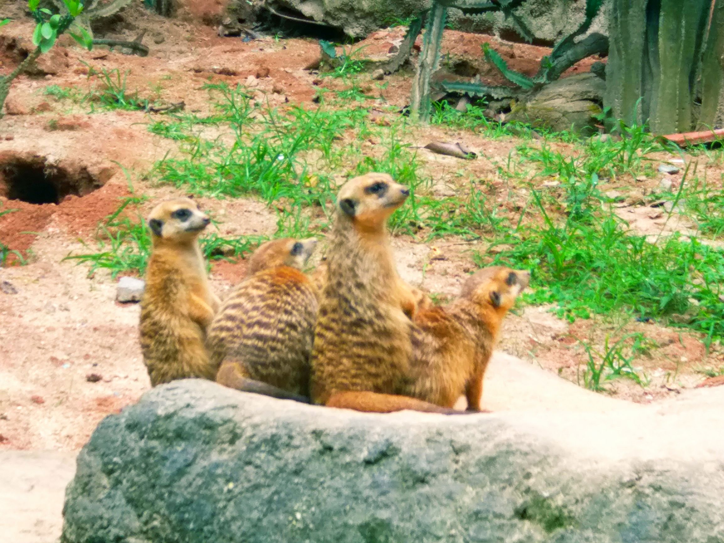 长隆野生动物世界自驾车,长隆野生动物世界免票吗