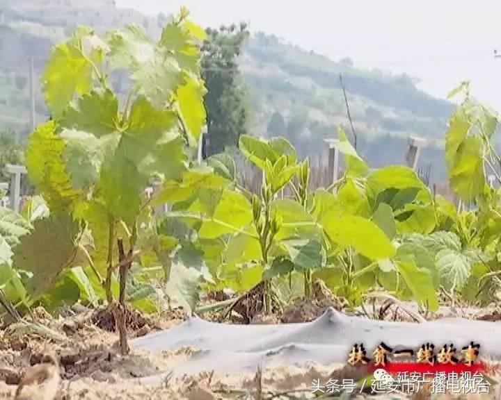 河北固安特色种植助农增收,特色种植促进农民增收措施