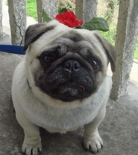 世上有多少种狗狗,世上有几种狗狗叫什么名字