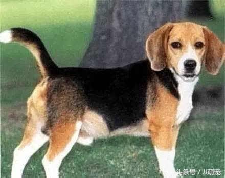 世上有多少种狗狗,世上有几种狗狗叫什么名字