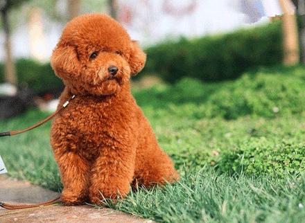 世上有多少种狗狗,世上有几种狗狗叫什么名字