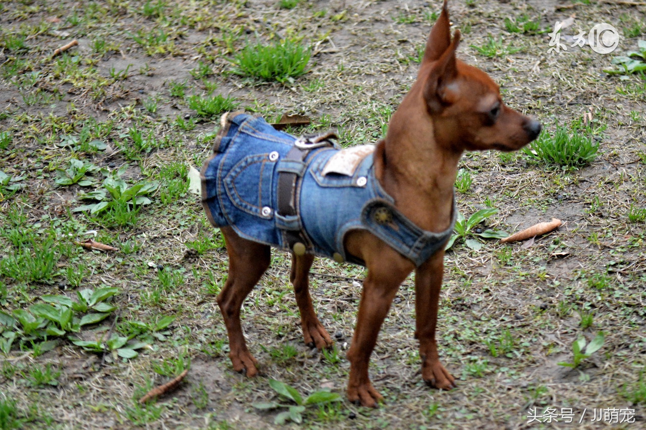 世上有多少种狗狗,世上有几种狗狗叫什么名字