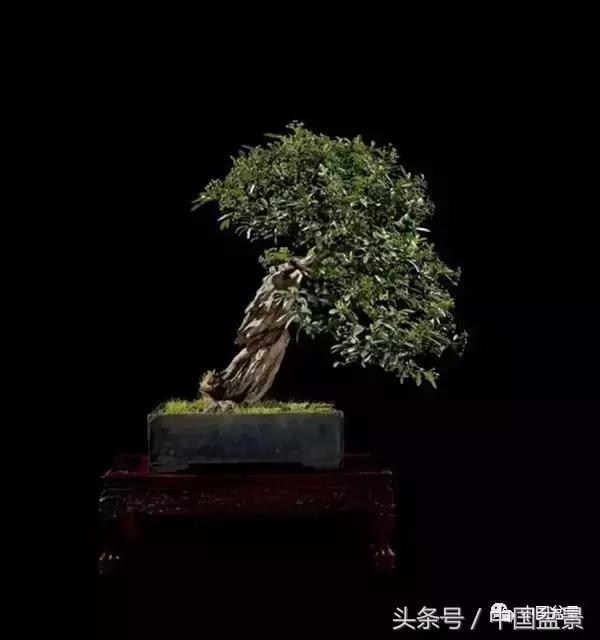 全国盆景拍卖前十 (盆景拍卖专场)