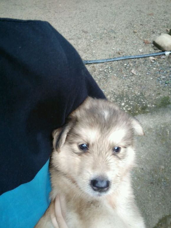 萨摩耶是狐狸和狗的杂交,阿拉斯加和萨摩耶最可爱的样子