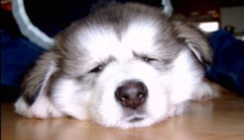 狗粮开袋能保存多久,狗粮开袋多少天过期