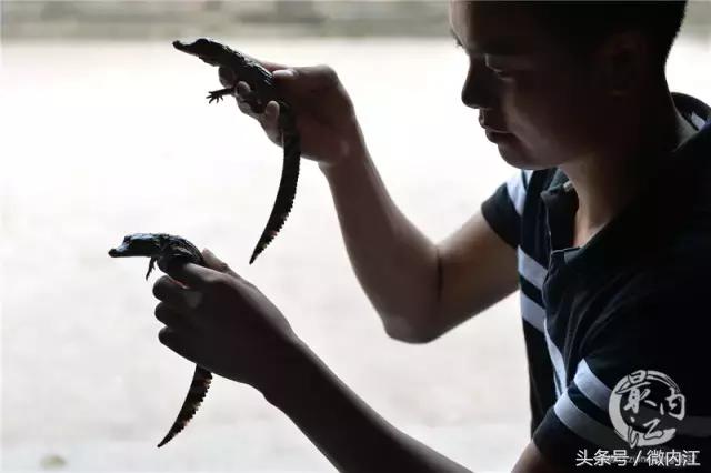 内江帅小伙牛了不仅养蛇还养鳄鱼！
