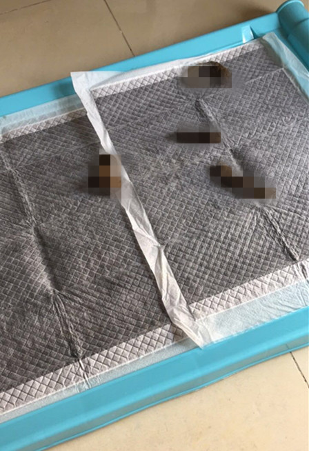 如何教小型犬大小便,解决狗狗大小便的小技巧和工具