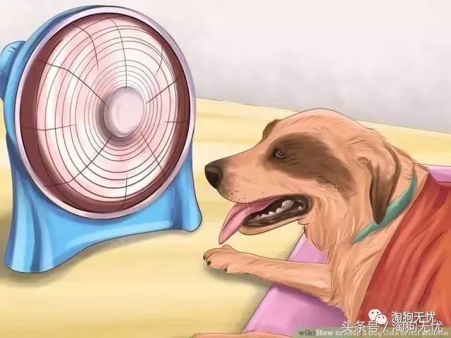 狗狗中暑引发心脏病怎么办,狗狗中暑后一直叫是怎么了