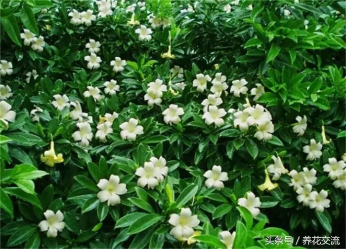 适合家里养的32种花绿植,净化空气绿植盆栽有哪些