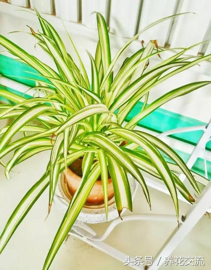 适合家里养的32种花绿植,净化空气绿植盆栽有哪些