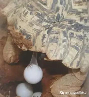 我是陆龟但是我也很怕热哦，千万不要让我暴晒哟