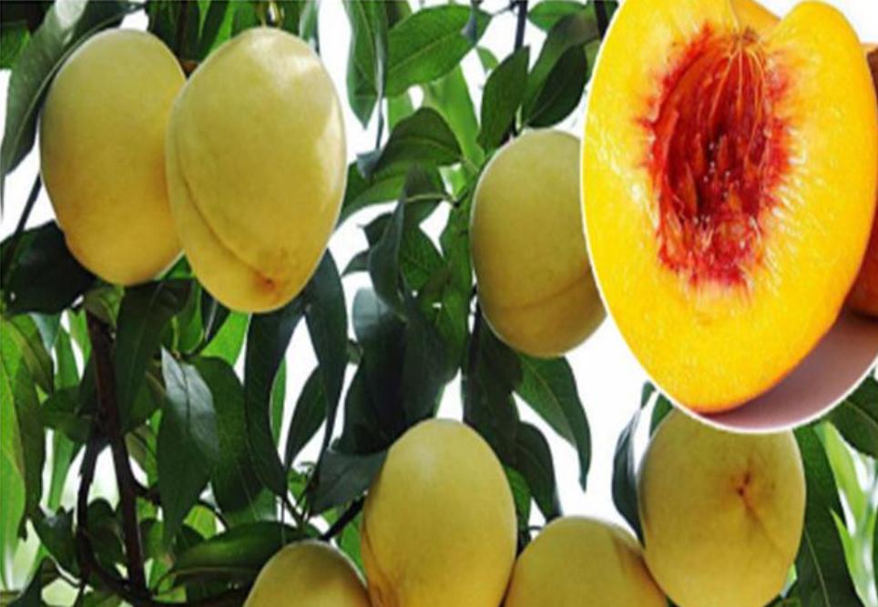 10种果子图片大全,100种果子介绍