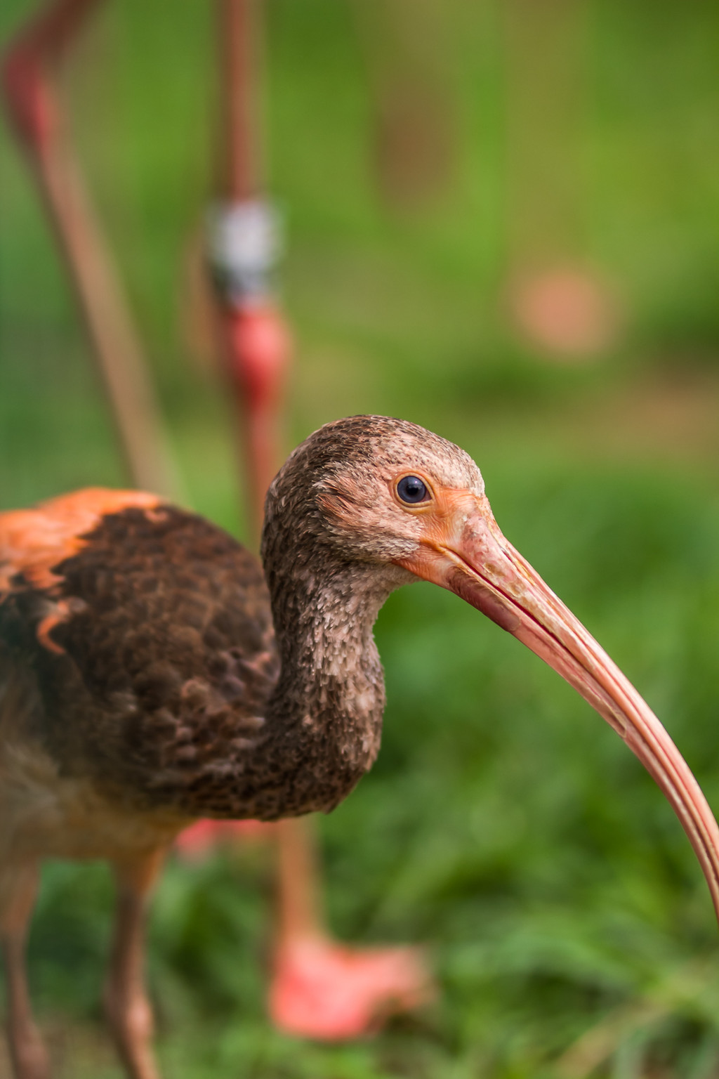鐏儓楦熺潾姣涜啅瀵嗙⒊,鐏儓楦熺粏寰潾姣涜啅