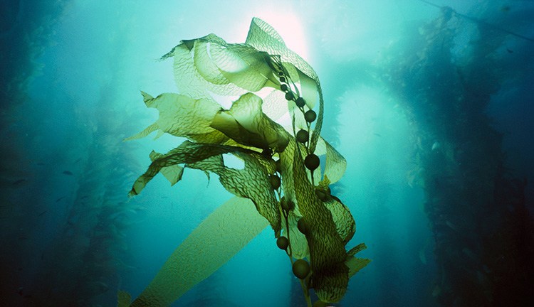 纯天然就是安全的吗,纯天然的就是最好的这句话对吗