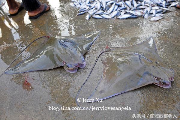 海滩捕鱼的几种方法,海边捕鱼吃海鲜视频大全