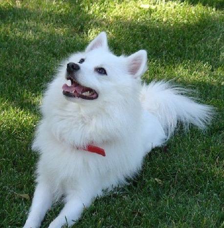 银狐犬大概多少钱,银狐犬一般多少钱一只呢