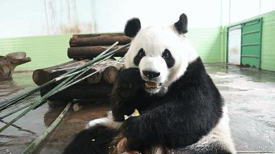 乖萌小动物,乖萌动物