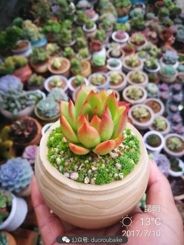 苔藓与多肉,多肉与苔藓的巧妙组合