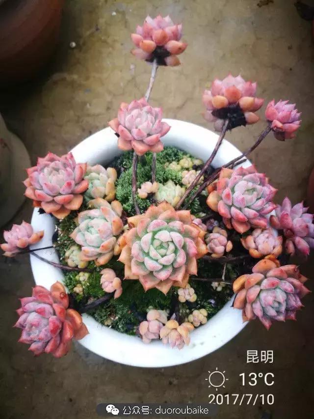 苔藓与多肉,多肉与苔藓的巧妙组合