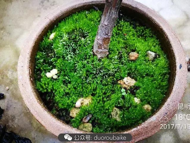 苔藓与多肉,多肉与苔藓的巧妙组合