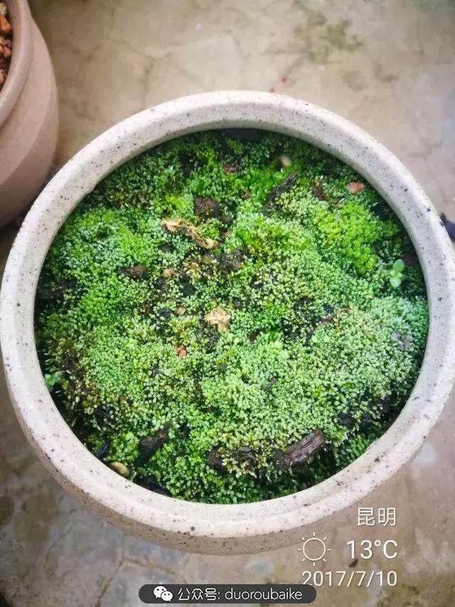 苔藓与多肉,多肉与苔藓的巧妙组合