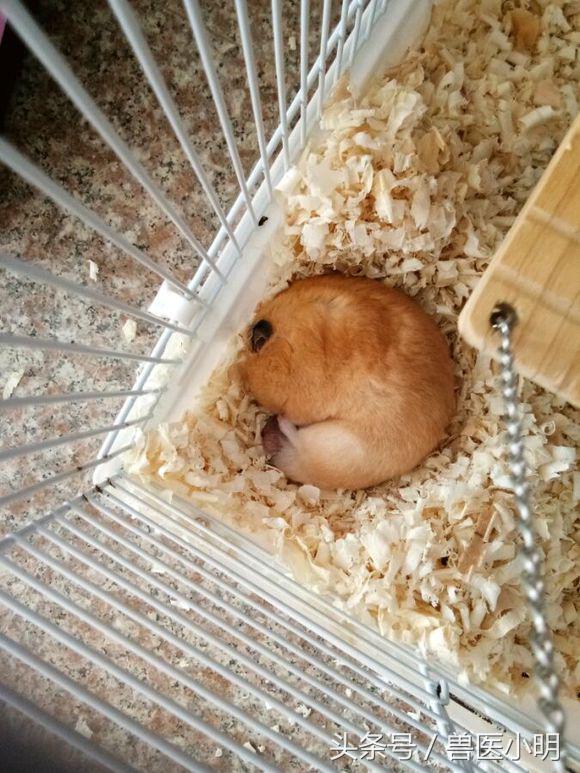 网友的仓鼠繁殖能力惊人，送完一窝，又来一窝，快要养不起了