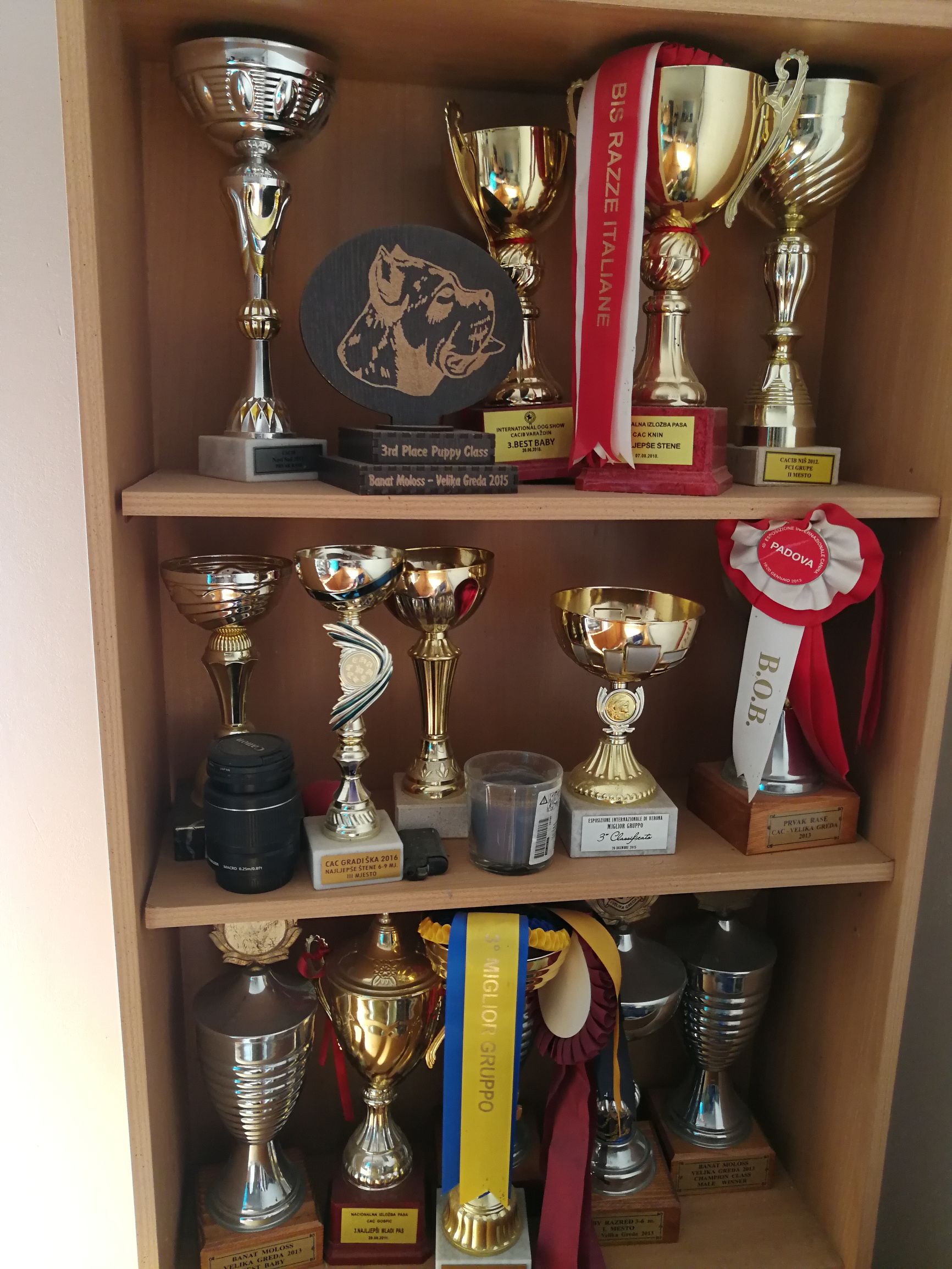 千年古老犬种卡斯罗,寻根之旅巴里坤