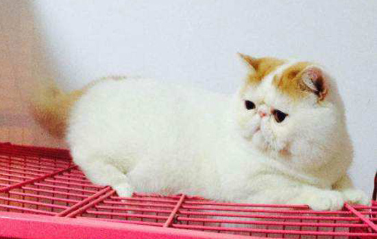 猫咪肠胃炎在家怎么治,猫咪肠胃炎怎么消除最快