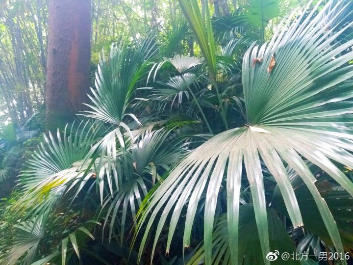 长隆野生动物世界自驾车,长隆野生动物世界免票吗