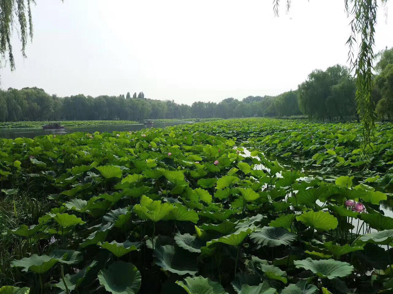 一个被历史毁掉的盛世园林：未被重建，何不夏季去走一走，依旧美不胜收