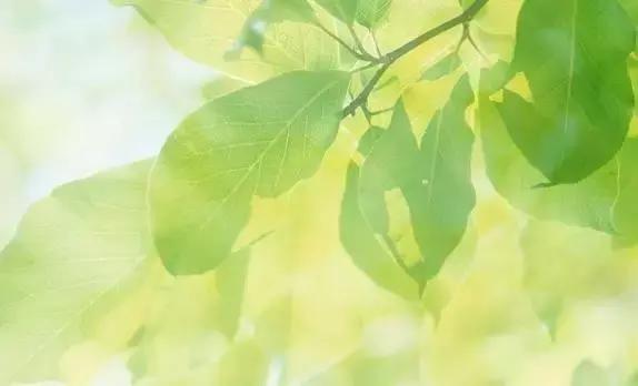 夏天是除体内寒湿最佳时间吗,夏天是祛寒湿气最好的时期