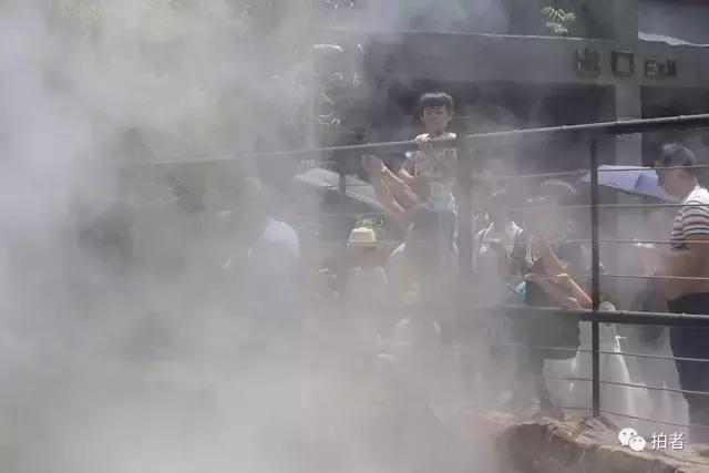 热浪来袭动物园的动物们这样消暑,热浪侵袭动物园居民各出奇招解暑