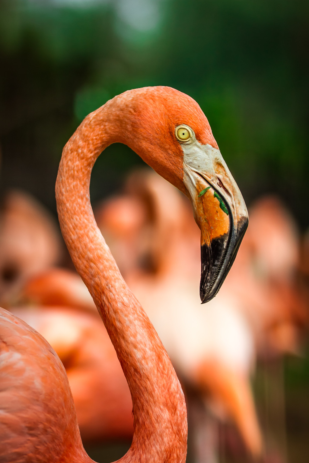 鐏儓楦熺潾姣涜啅瀵嗙⒊,鐏儓楦熺粏寰潾姣涜啅