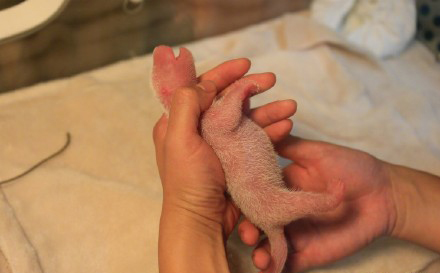 国宝熊猫“晶晶”成功产子，《梦幻西游》竟然蹭上了这个热点