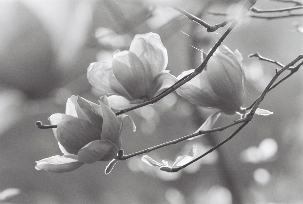 佳能300mmf4画质,佳能小炮镜头