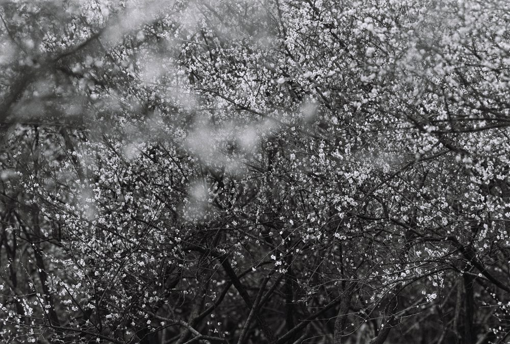 佳能300mmf4画质,佳能小炮镜头