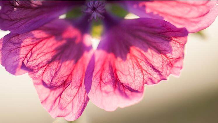 纯天然就是安全的吗,纯天然的就是最好的这句话对吗