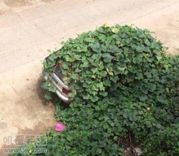 搞笑段子：他终于鼓起勇气：叔叔，我可以玩那个吗？我说：不可以