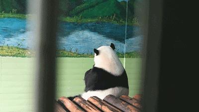 乖萌小动物,乖萌动物