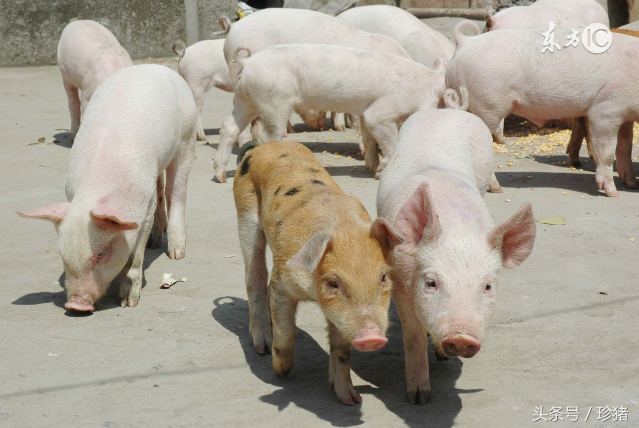 猪口蹄疫和牛口蹄疫一样吗,猪鼻上长水泡一定是口蹄疫吗