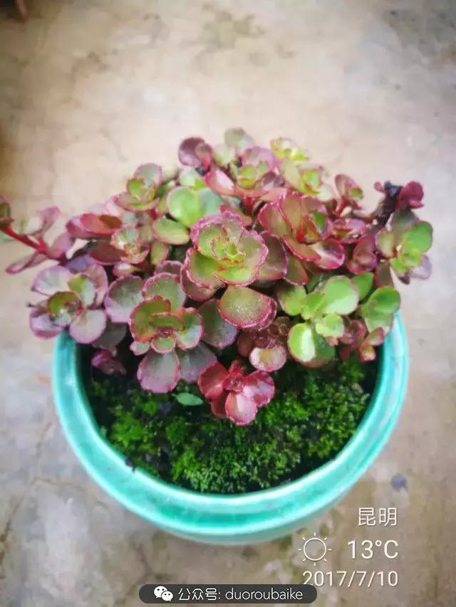 苔藓与多肉,多肉与苔藓的巧妙组合