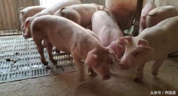 治疗猪的腹泻,到底哪种方法更好呢?这个可能是你要的答案