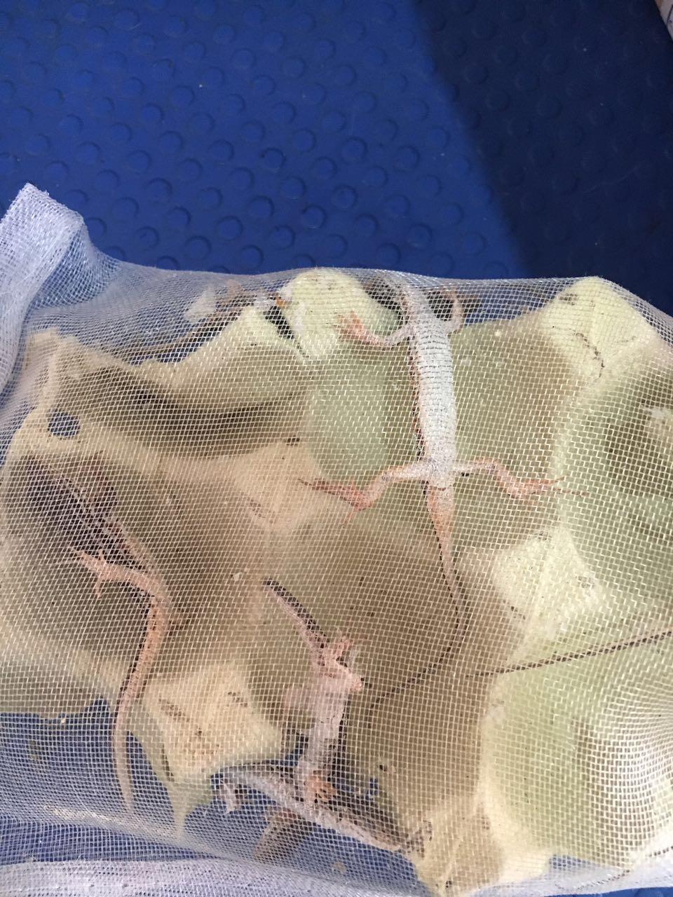 最受欢迎宠物蛇,最适合养的霸气宠物蛇