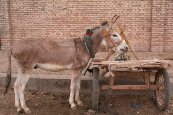 农村套牲口用的套引子，成了人们喜爱的U型枕头