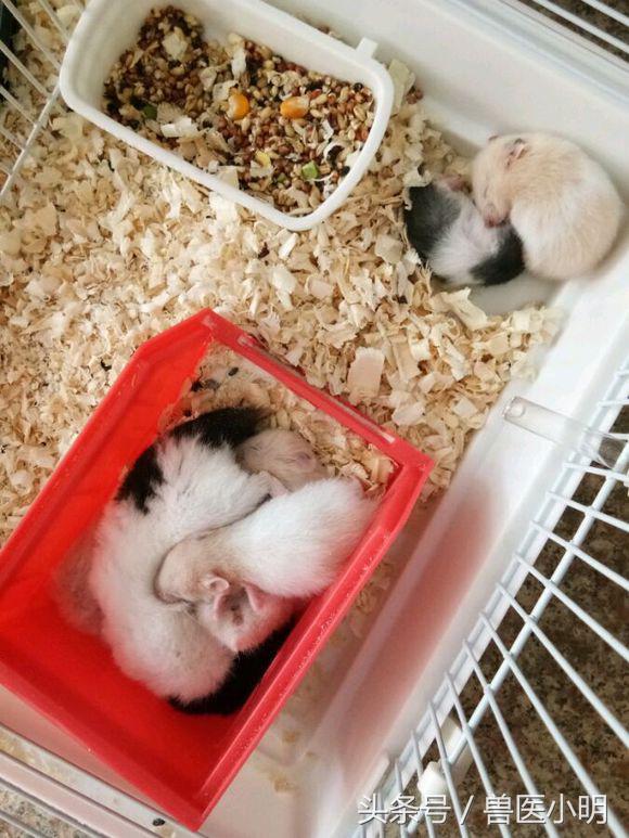 网友的仓鼠繁殖能力惊人，送完一窝，又来一窝，快要养不起了
