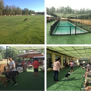 千年古老犬种卡斯罗,寻根之旅巴里坤